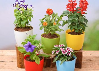 A guide on how to decide flowers and plants for every room